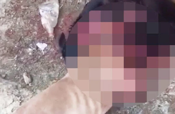 Azərbaycanda itləri döyüşdürüb bir-birinə yedirirlər - DİN məsələyə qarışdı - FOTO