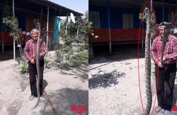 Azərbaycanda nəhəng ilan peyda oldu  - FOTO
