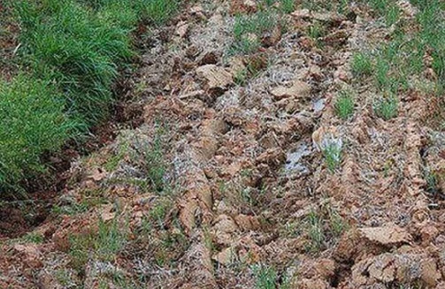 Fotoda pişik hanı? - Diqqətli olan tapacaq