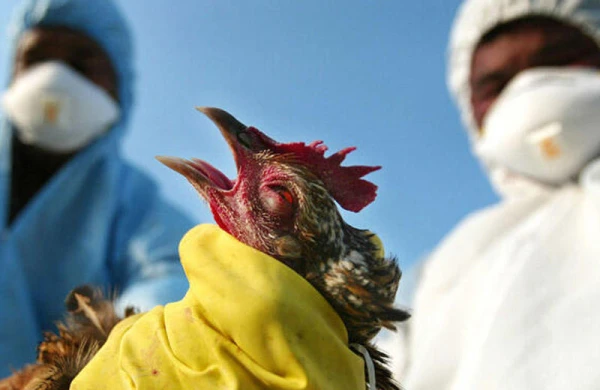 Bədbin proqnoz: Quş qripi qayıdır