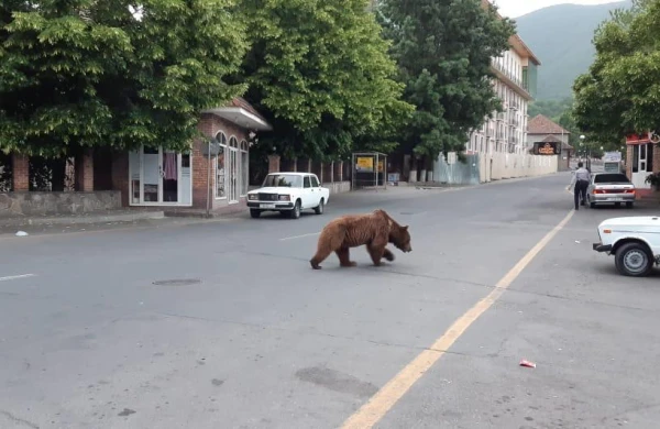 Vətəndaşlara XƏBƏRDARLIQ! Azərbaycanda şəhərin mərkəzində ayı peyda olub - Ehtiyatlı olun!