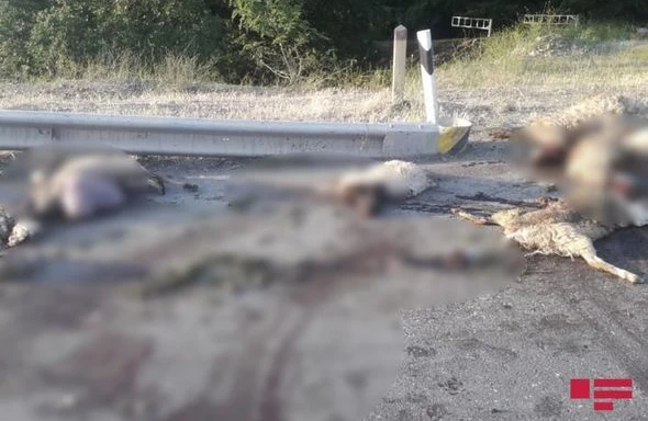 Göyöldə yük maşını sürüyə çırpıldı, onlarla qoyun tələf oldu, çoban yaralandı