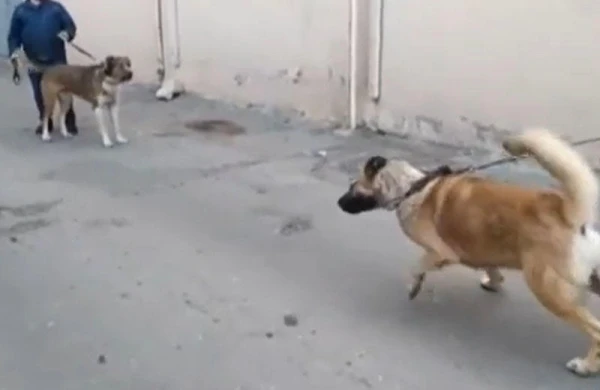 Heyvanları öldürənlər cinayət məsuliyyətinə cəlb edilsinlər - TƏKLİF - VİDEO