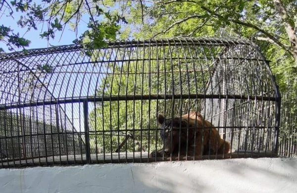 Şəhərdən tutulan ayıdan xəbər var: Müalicə olunur