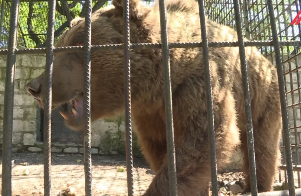 Şəkidə tapılan ayı şimal bölgəsinə müalicəyə göndərildi +VİDEO