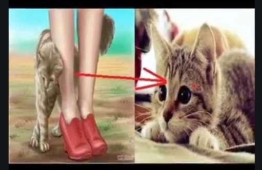 Bir pişik sizə yaxınlaşırsa, bu, Allahın 3 əlaməti deməkdir