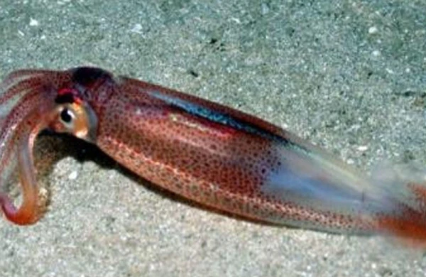 Hüceyrələr şəffaflaşdırıla bilər