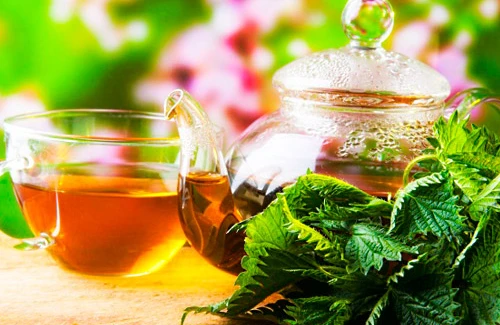 Gicitkən çayı xərçəng hüceyrələrinə qarşı