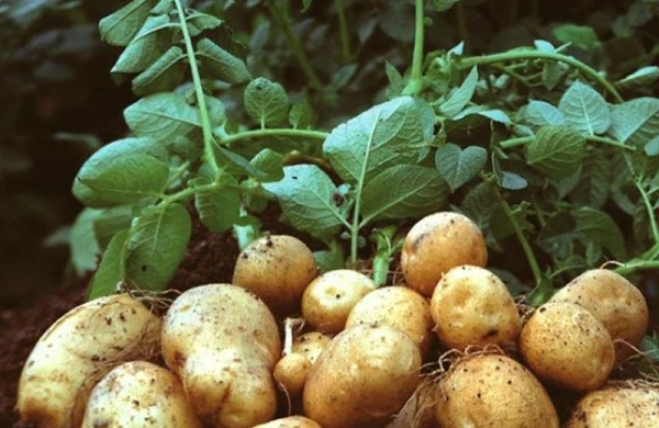 Çiy kartof suyunun inanılmaz FAYDALARI - Kimlər içməlidir? - VİDEO