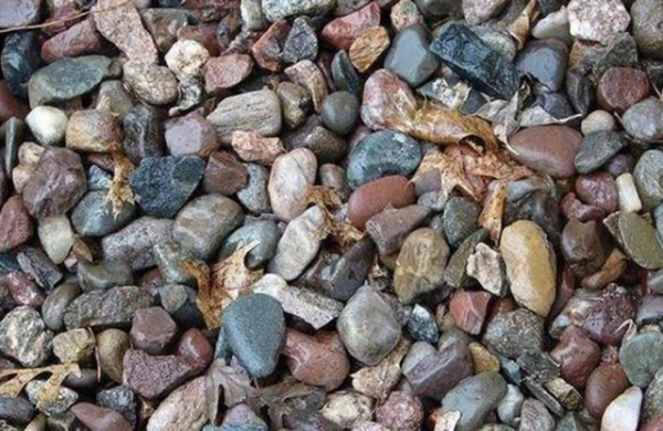 Fotodakı heyvanı tapın - Hər kəsə asan gəlsə də çox az adam tapır