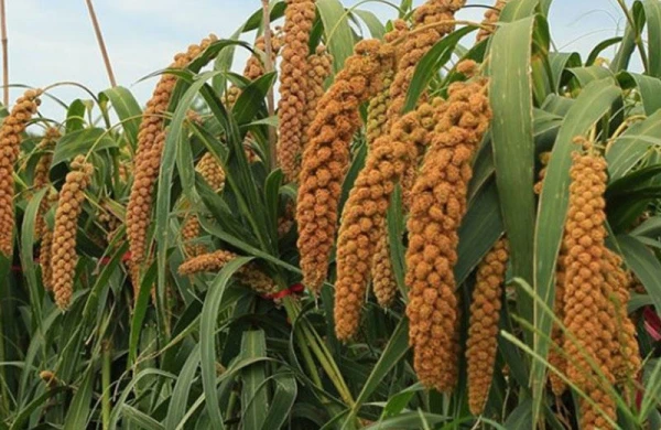 Enerji dəyəri aşağı, mineral və vitamin baxımından isə yüksək olan bitki