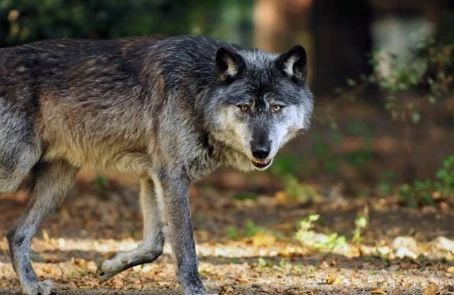 Azərbaycanda qorxunc hadisə: Canavarlar həyətə girdi,təlafat var (VİDEO)