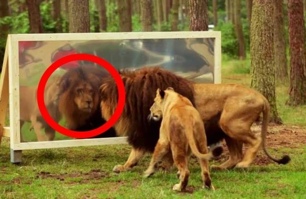 Özünü güzgüdə  görən heyvanlar  görün  nə etdi  — MARAQLI  VİDEO