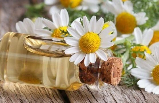 Dünyanın ən bahalı məhsullarından biri də çobanyastığı çiçəyi yağıdır.