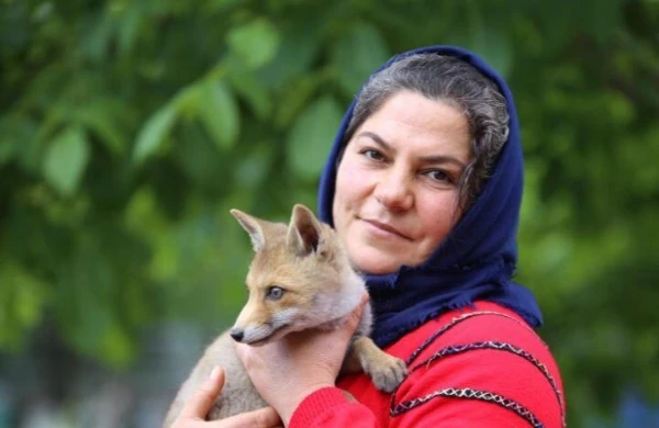 İnanılmaz hadisə: Yaralı tülkünü xilas etdilər - 3 ay sonra isə... - VİDEO
