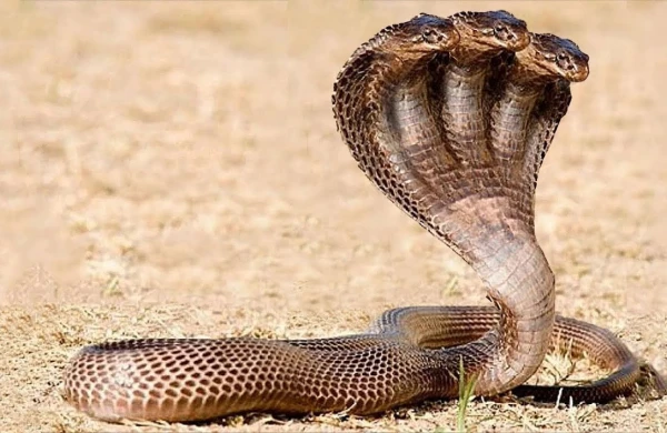 Bu hansı heyvandır? — Görənlər  dəhşətə gəlir