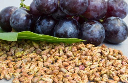 Üzüm yeyəndə çəyirdəklərini atmayın! Üyüdüb qəbul edin