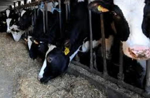 6 min maaş təklif etdilər, çoban tapa bilmədilər - VİDEO