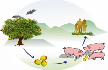 ÜST: Koronavirusdan da dəhşətlisi GƏLİR - Yeni aşkarlanan virus epidemiyaya çevrilə bilər