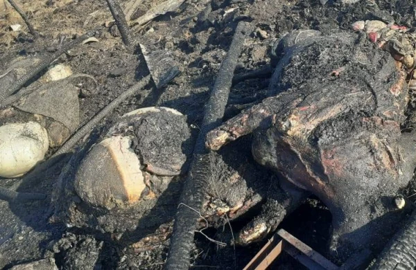 Azərbaycanda dəhşət: 60 baş inək diri-diri yandı