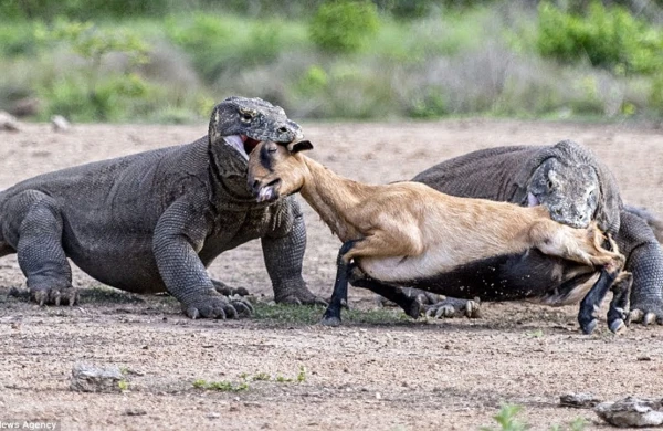 Zəhərli heyvan maralı diri-diri parçaladı  —  (18+VİDEO)