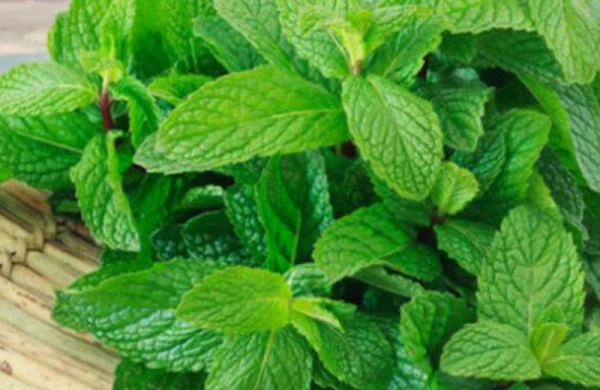 Mədə xəstəliklərinin "düşməni" - Müntəzəm istifadə edildiyində...