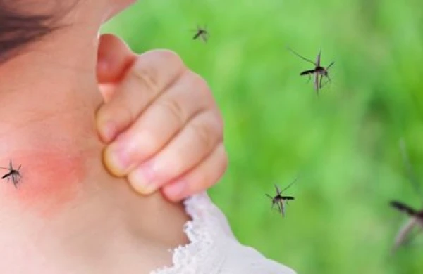 Ağcaqanadlar koronavirus yayırmı? – HƏKİMLƏR DANIŞDI