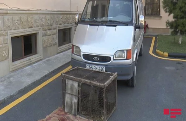 Polis  qəribə səs  gələn maşını saxladı: Yük yerindən görün nə çıxdı (VİDEO)