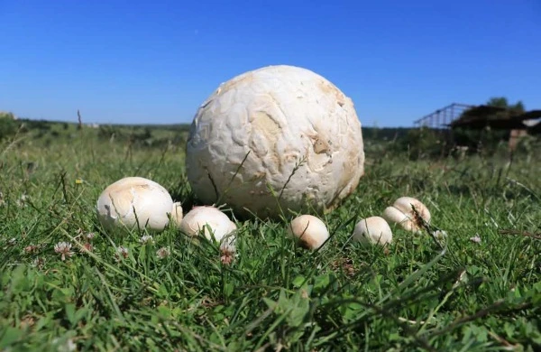 Futbol topuna bənzəyən nəsnə tapdı, reallığı öyrənəndə HEYRƏTƏ DÜŞDÜ - FOTO