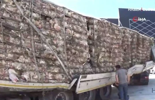 TIR aşdı, içindəki 15 min toyuğun beş mini tələf oldu - VİDEO