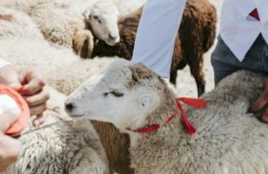 Karantin dövründə Qurban bayramı necə olacaq? - Video