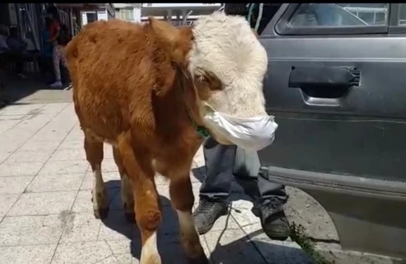 Buzova maska taxıb həkimə apardılar  - FOTO