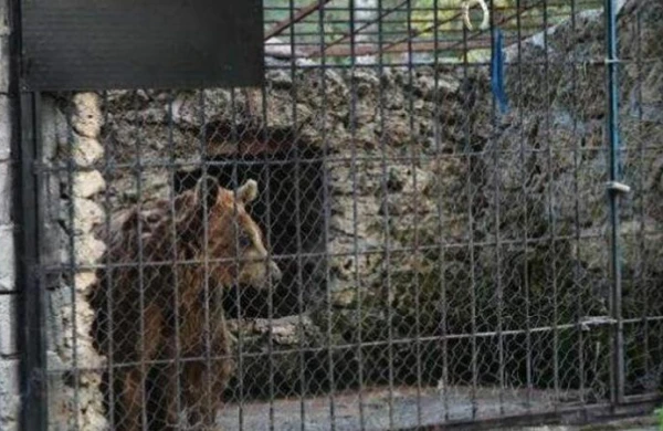 Restoranda 6 vəhşi heyvan saxlayanı nazirlik CƏZALANDIRDI