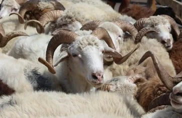Qurbanlıq heyvan tacirlərinə ŞOK: - “Satış qadağandırsa, bizi Bakıya niyə buraxırdılar?”