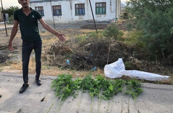 Həyətində narkotik becərən Xızı sakini saxlanılıb