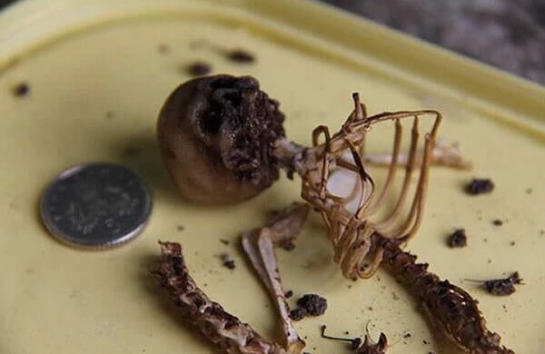 İtkin düşən qardaşının skeleti yaşadığı mənzildən çıxdı