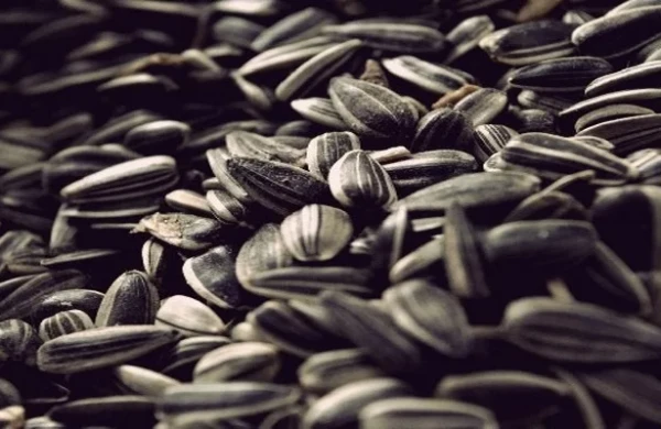 Günəbaxan tumu – kökəldir ya arıqladır?.. 