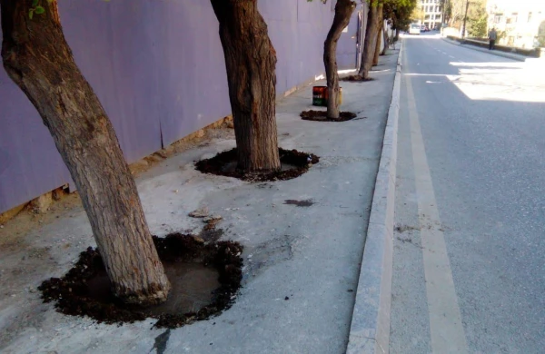 Ağacların dibinə tökülən beton təmizlənib, ərazi nəzarətə götürülüb
