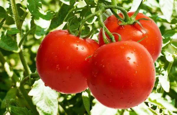 Rusiya təhlükəli viruslu tərəvəzə görə Ermənistana xəbərdarlıq etdi