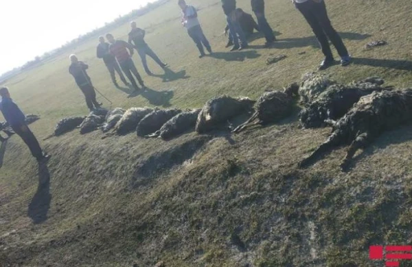 80 baş qoyun suda batıb, 17-si ölüb - VİDEO