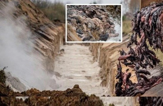 Daha bir qorxulu virus: Sürətlə yayılır