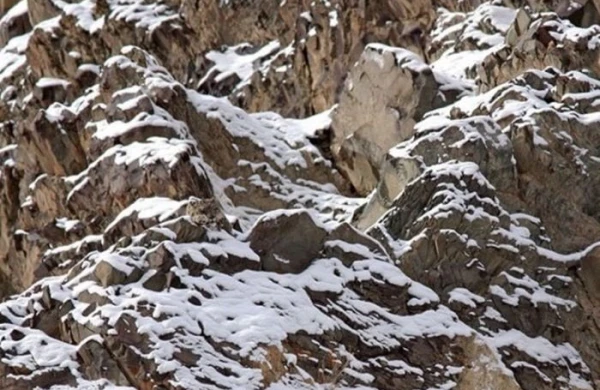 Fotodakı heyvanı kim gördü? - DİQQƏT TESTİ