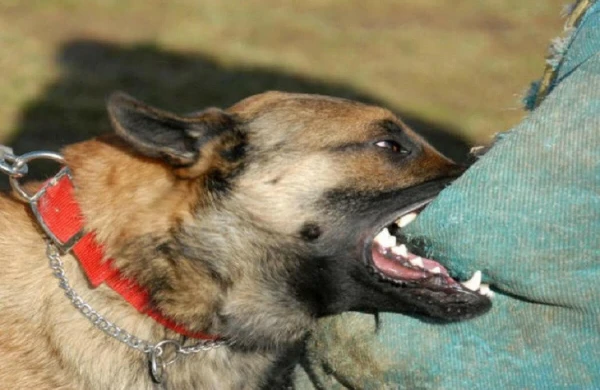 Sahibsiz it 10 yaşlı uşağı dişlədi&nbsp;
