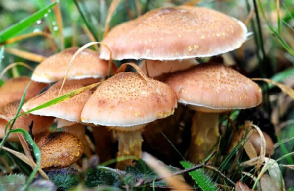 Bu göbələyi yeyənlərin gözünə balaca insanlar görünür