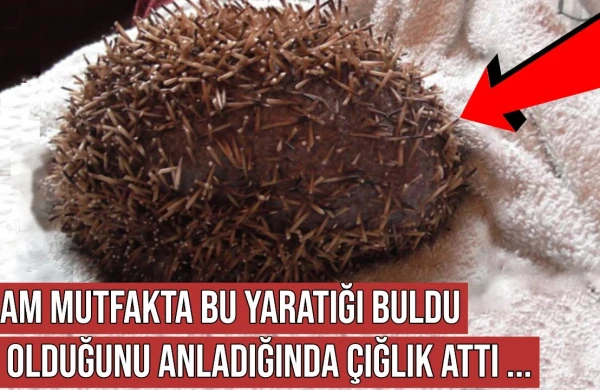 Mətbəxtdən tapdığı bu varlıq görün nə çıxdı  -  VİDEO
