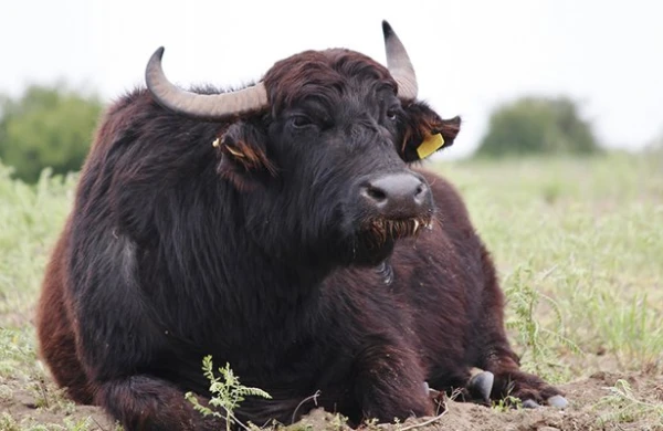 İnsanları aldadıb camış əti verən sahibkar görün kim imiş&nbsp;