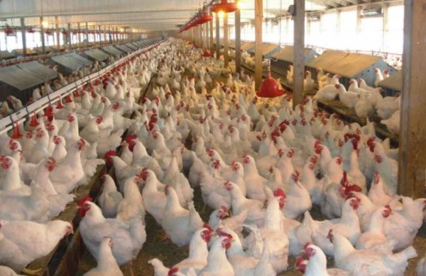 Üç ölkədən quşçuluq məhsullarının idxalına QADAĞA - RƏSMİ