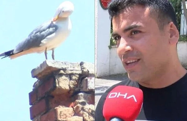 Davada qopan qulağını quş apardı - Kuryoz olay - VİDEO - FOTO