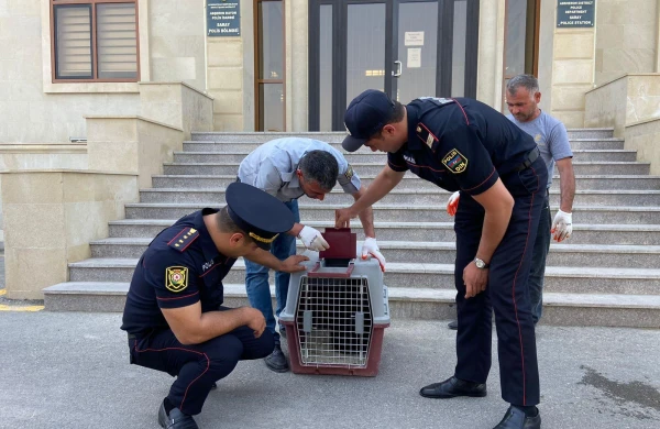 Azərbaycanda müğənninin evinə ayı girdi: Polis hərəkətə keçdi