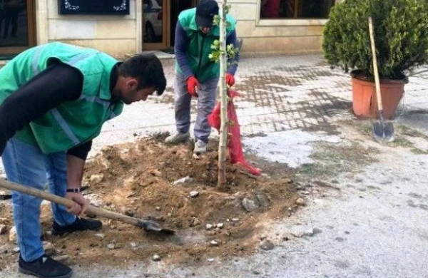 Ticarət obyektlərinin qarşısında ağacları qurutmaq istədilər, qarşısı alındı - Fotolar
